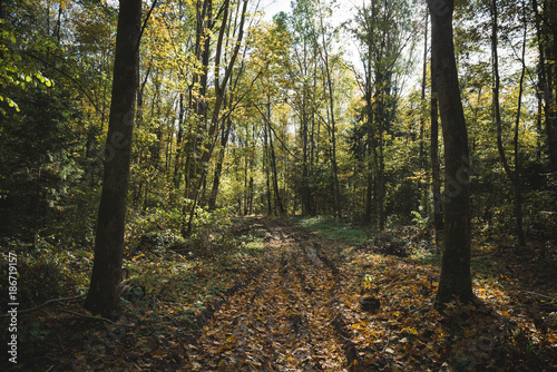 Autumn forest road