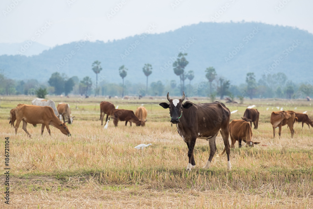 Herd of cattle in the pasture