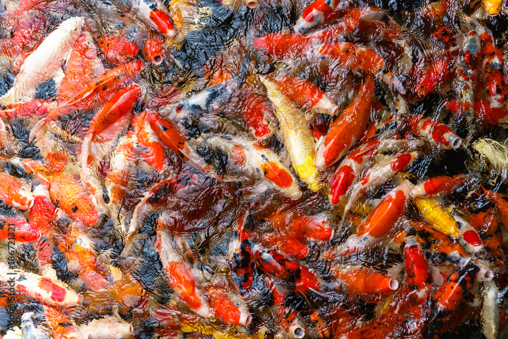 Colorful fancy Koi fish in the pond Colorful fancy Koi fish in the pond