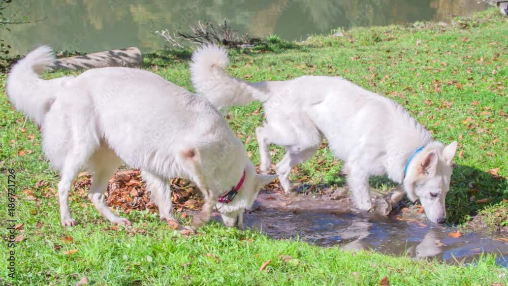 Three gorgeous white dogs are playing in a puddle. It's a nice day outside. Three gorgeous white dogs are playing in a puddle. It's a nice day outside.