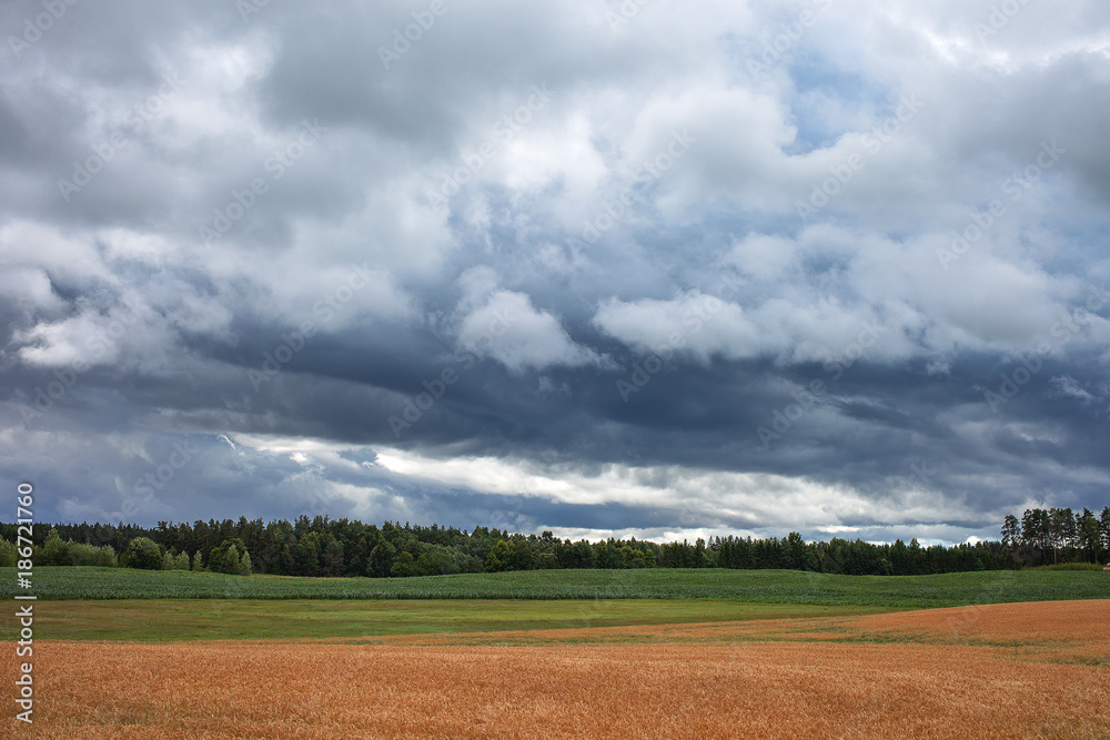 Fototapeta premium Cloudy summer afternoon in latvian countryside.