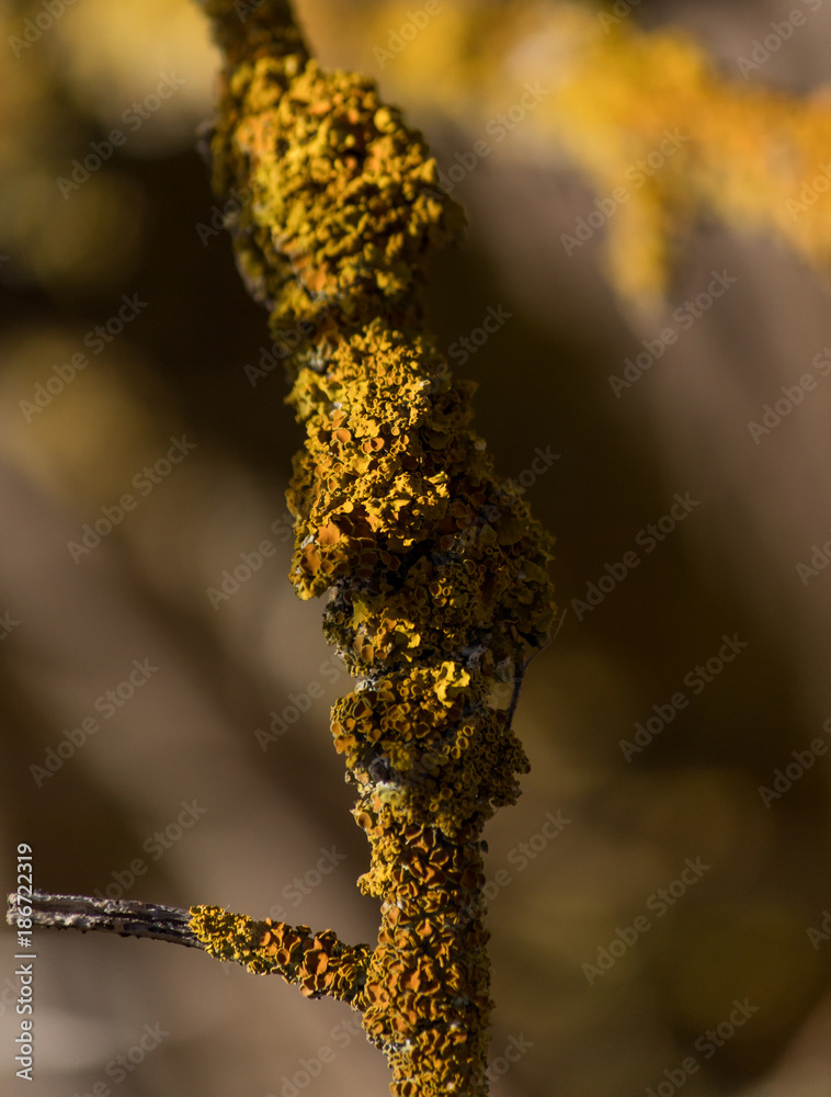 Naklejka premium Old tree branch