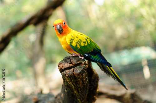 Beautiful colorful sun conure parrot birds on the tree branch