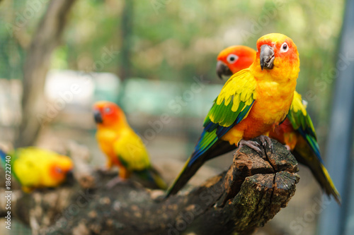 Beautiful colorful sun conure parrot birds on the tree branch © Naypong Studio