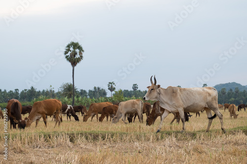 Fototapeta Naklejka Na Ścianę i Meble -  Herd of cattle in the pasture