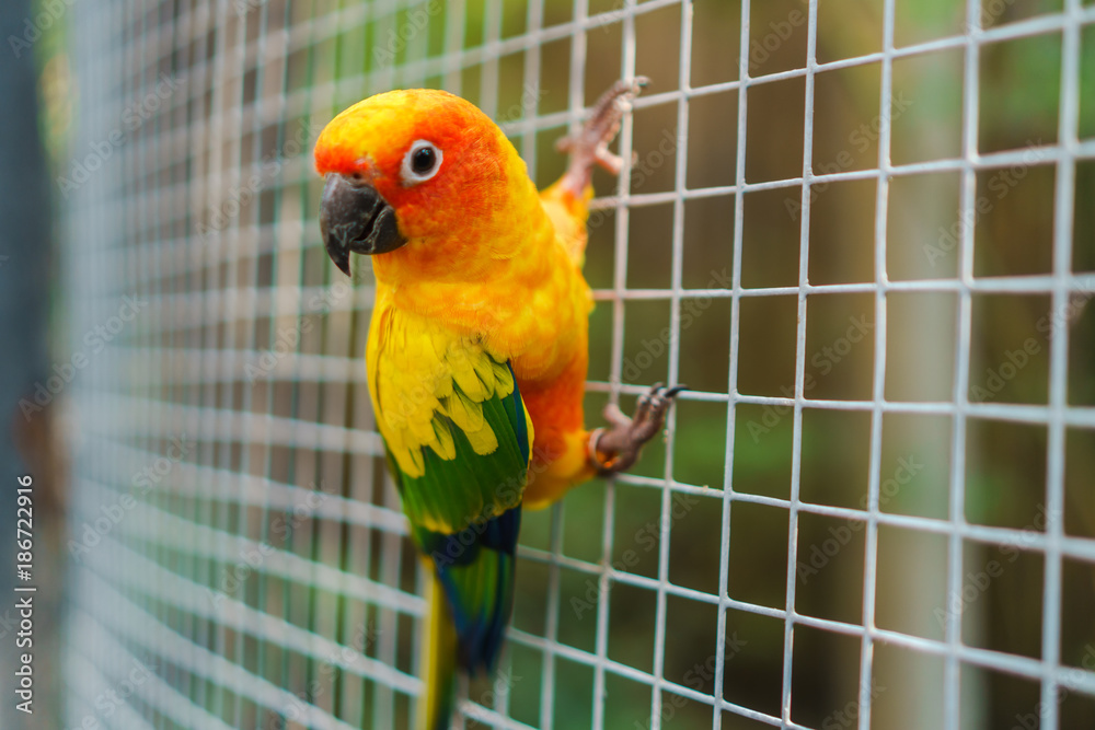 Naklejka premium Piękne kolorowe słońce conure papug ptaki na drucianej siatce