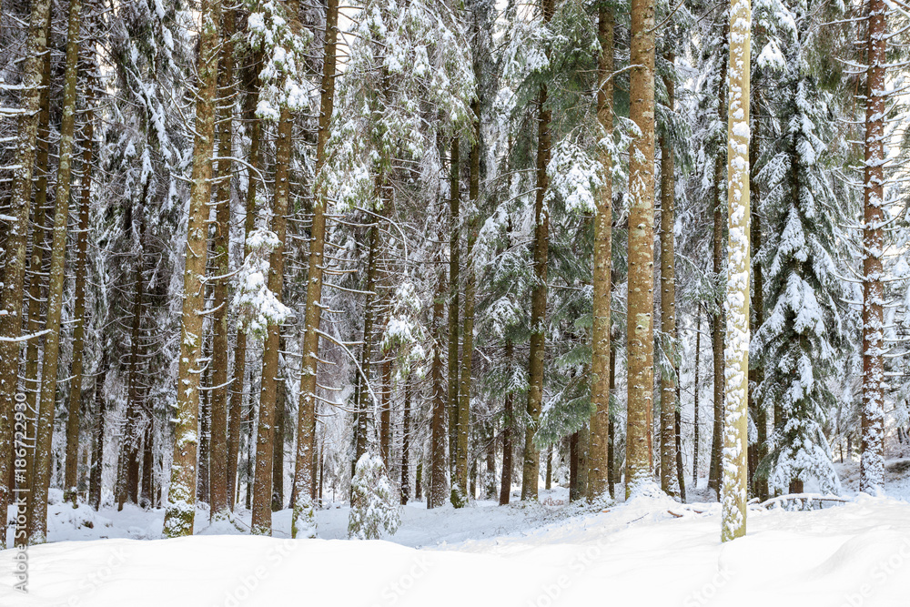 Fototapeta premium bosco di abeti rossi nel parco naturale di Paneveggio in inverno