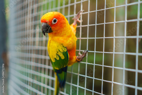 Beautiful colorful sun conure parrot birds on wire mesh
