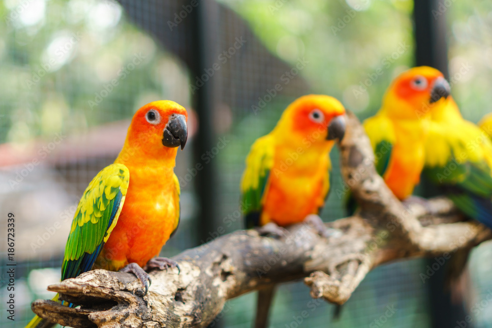 Beautiful colorful sun conure parrot birds on the tree branch Beautiful colorful sun conure parrot birds on the tree branch