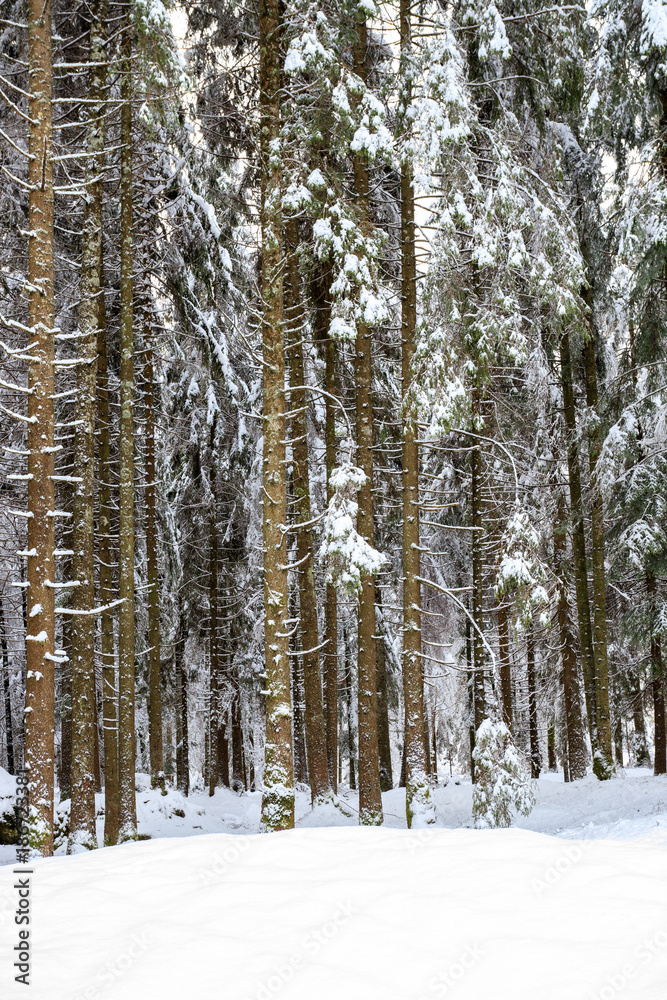 Fototapeta premium bosco di abeti rossi nel parco naturale di Paneveggio in inverno