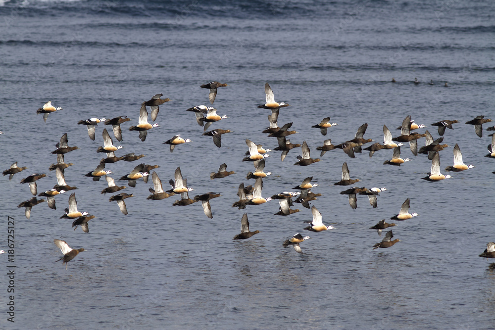 flock of Siberian orSTELLERS eiders flying to the sea on a winter day