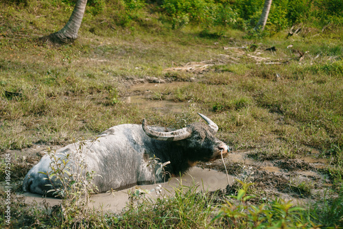 The old bigger buffalo with horns lies in a mud puddle and enjoys it. Asian buffalo look at the camera.