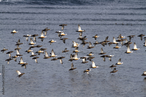 flock of Siberian orSTELLERS eiders flying to the sea on a winter day