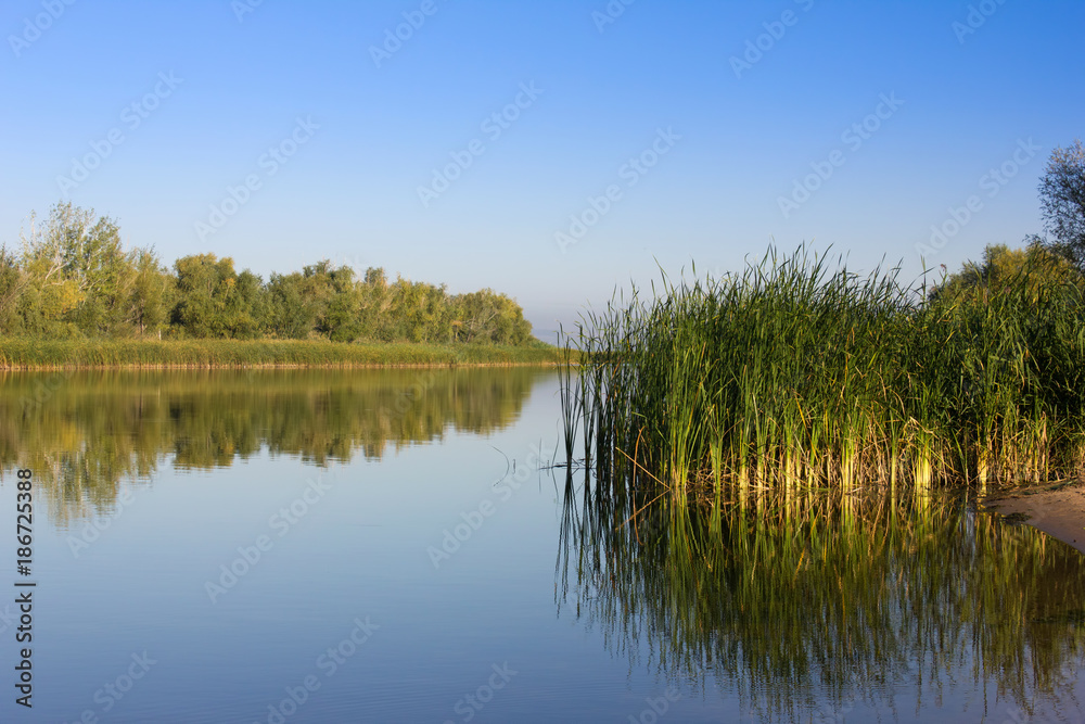 Green reeds on the river bank. Calm river in the early morning. The Volga River in the middle of summer.