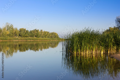Fototapeta Naklejka Na Ścianę i Meble -  Green reeds on the river bank. Calm river in the early morning. The Volga River in the middle of summer.