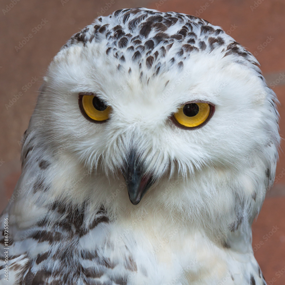 Obraz premium Face of owl
