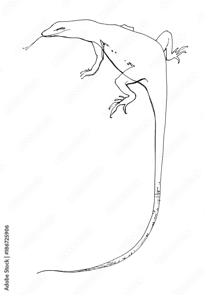 Hand drawing of female sand lizard sitting Vector Image
