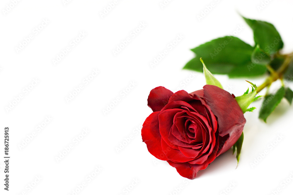 Red rose isolated on white background. Valentines Day rose