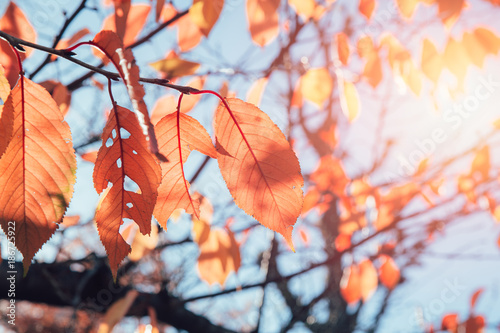 fall dried leaf in autumn fantasy vintage color tone