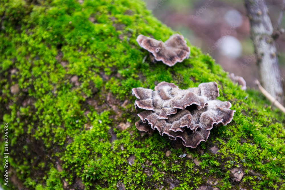 Gray, purple mushrooms on the bark of trees of green, furry moss Gray, purple mushrooms on the bark of trees of green, furry moss