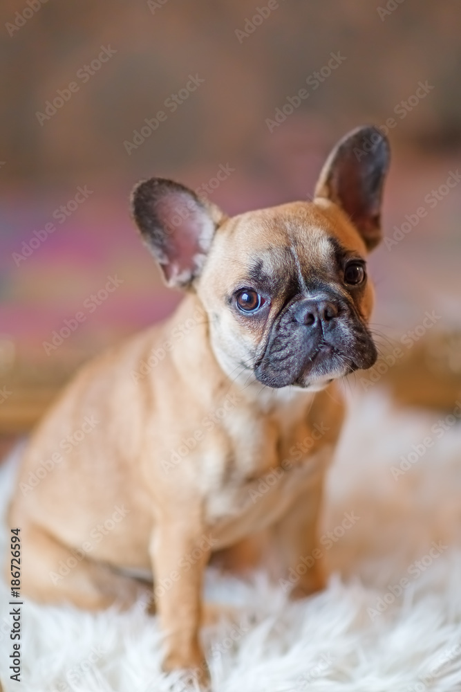 French Bulldog puppy sits on a fur carpet