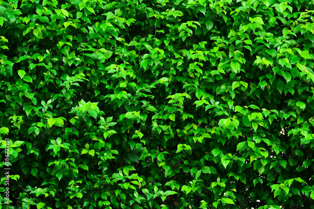 green leaf background green leaf background