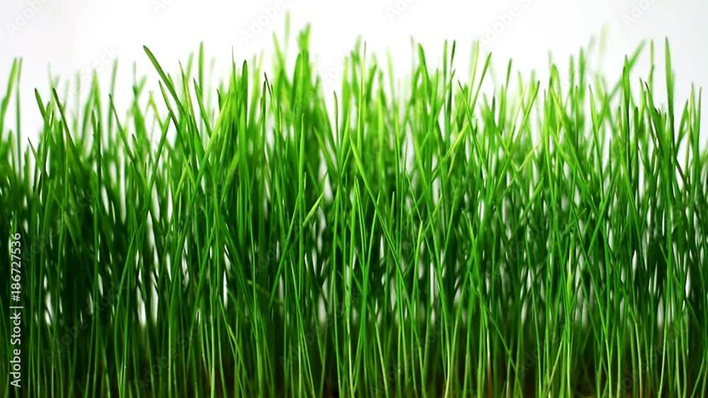 Germinated sprouts of wheat gently sways from light wind on white background Germinated sprouts of wheat gently sways from light wind on white background