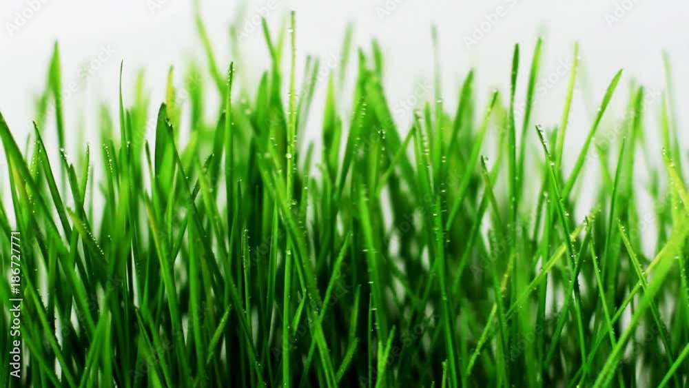 Green grass on white background, focus on foreground Green grass on white background, focus on foreground