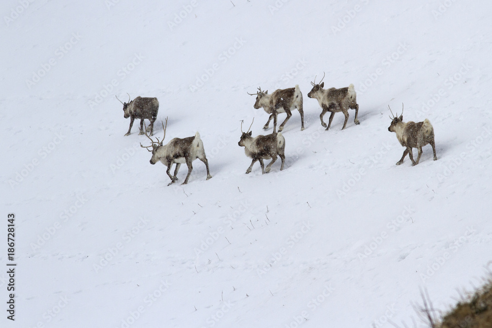 herd of Reindeerwalking along the slope of a snow-covered hill in a winters day herd of Reindeerwalking along the slope of a snow-covered hill in a winters day