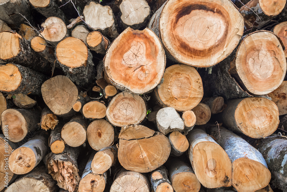 tree stumps background. Firewood stacked and prepared for winter. tree stumps background. Firewood stacked and prepared for winter.