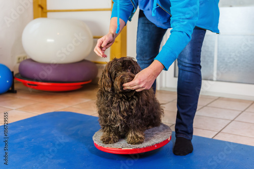 woman works with a Havanese in a physiotherapy office