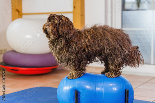 Havanese sits on a trainings device in an animal physiotherapy office photo