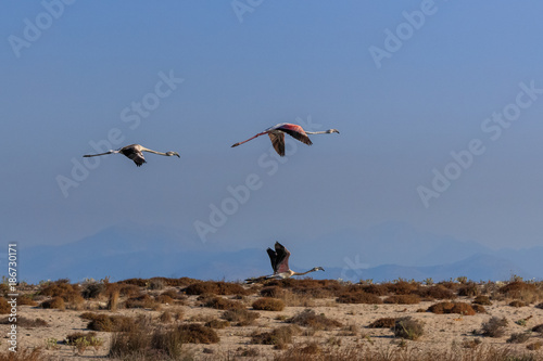 pink flamingos in flight