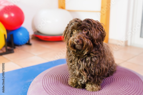 Havanese stands on a training device in an physiotherapy office photo