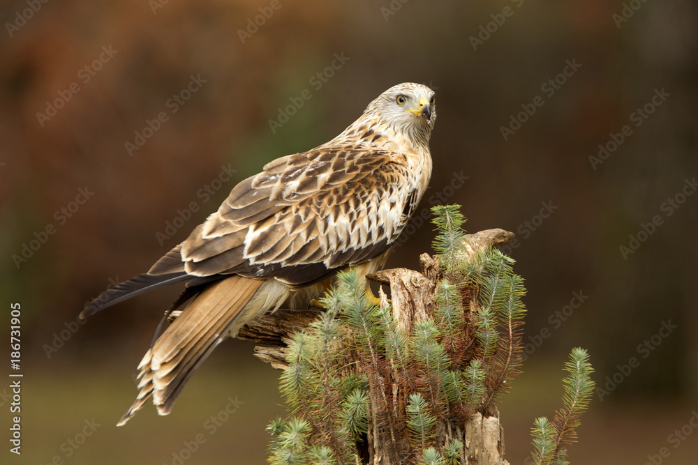 Red kite. Milvus milvus