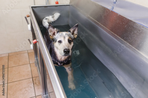 Australian Cattledog in a hydrotherapy station