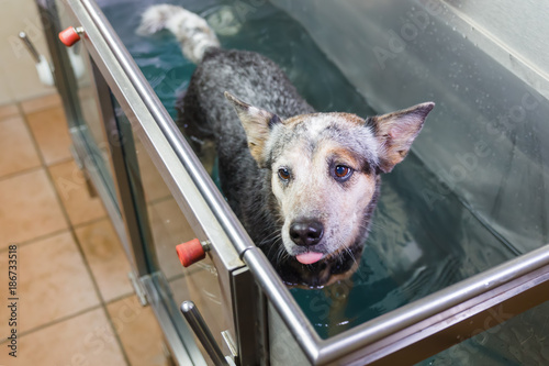 Φωτογραφία Australian Cattledog in a hydrotherapy station