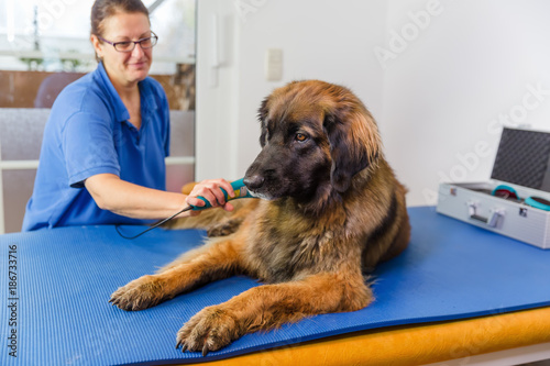 woman with dog in an animal physiotherapy office