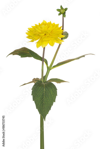 Fototapeta Naklejka Na Ścianę i Meble -  dahlia flower isolated