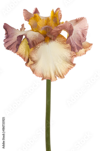 Fototapeta Naklejka Na Ścianę i Meble -  iris flower isolated