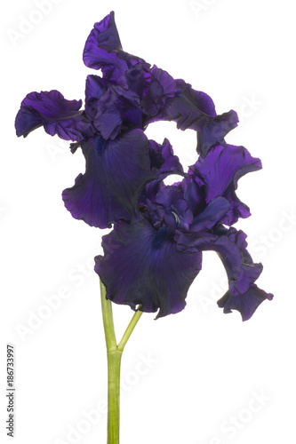 Fototapeta Naklejka Na Ścianę i Meble -  iris flower isolated