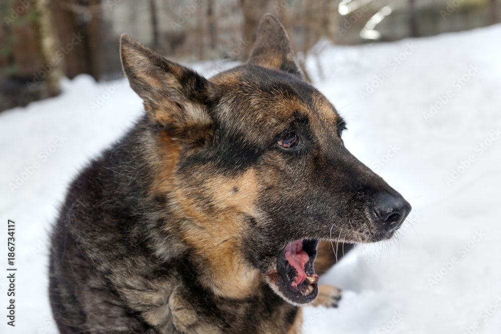 elderly mongrel dog lying on the snow and yawning elderly mongrel dog lying on the snow and yawning