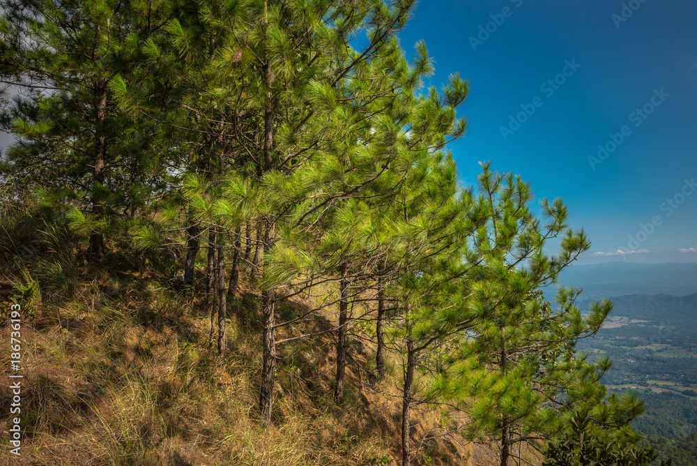 Fototapeta premium Pine trees with sky