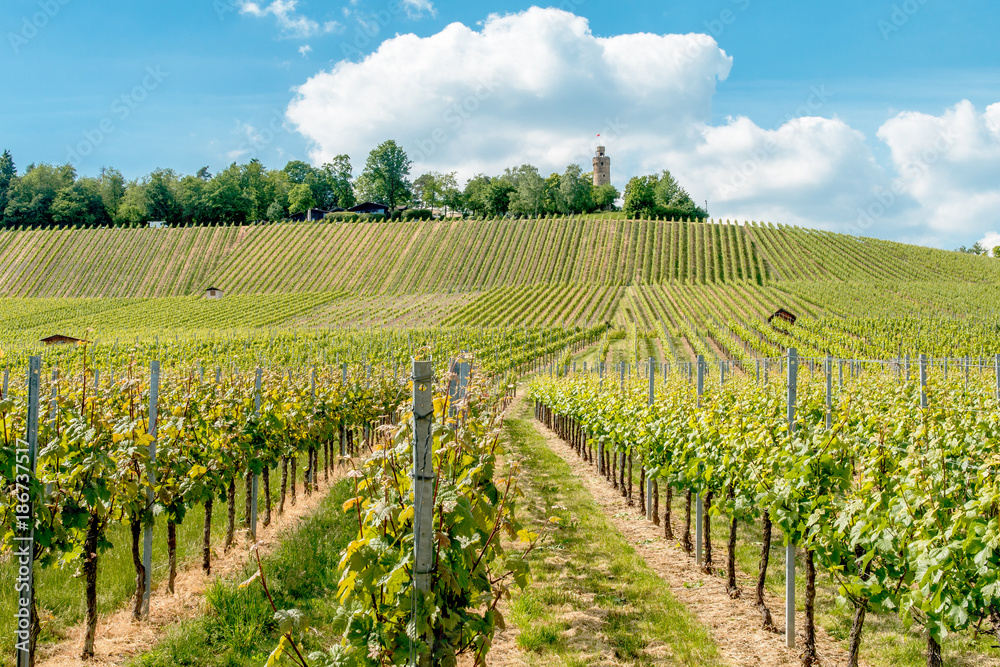 Weinberge mit Heuchelberger Warte