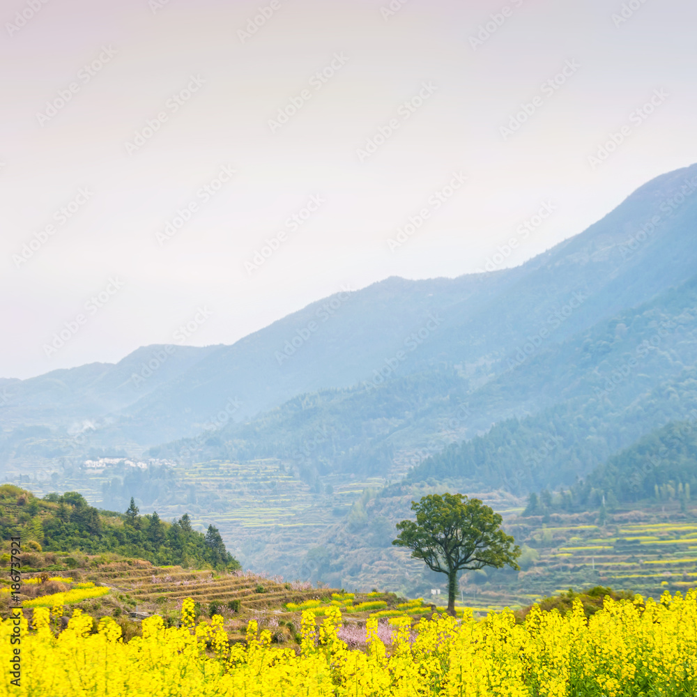 Obraz premium Oilseed rape field and mountain, located in Wuyuan County, Jiangxi province, China. Wuyuan County was founded in the 28th year of Kaiyuan of the Tang Dynasty (740 A. D) for over 1200 years.