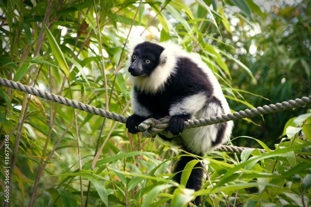 Fototapeta premium Varis