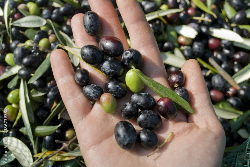 detail: hand with olives, hand picking from plants, green, black, beating, to obtain extra virgin oil, food full of antioxidants, Taggiasca variety, autumn, light, Riviera, Liguria, Italy detail: hand with olives, hand picking from plants, green, black, beating, to obtain extra virgin oil, food full of antioxidants, Taggiasca variety, autumn, light, Riviera, Liguria, Italy