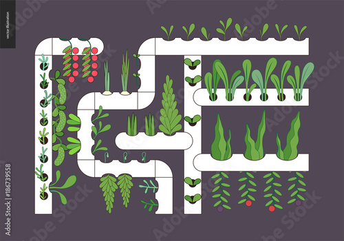 Urban farming, gardening or agriculture. Hydroponics - Continuous-flow solution culture - nutrient film technique. The growing system without soil.