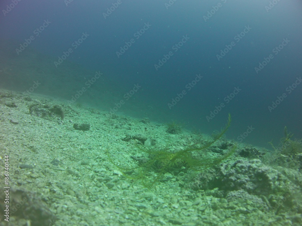 Schonwieder Algen-Seestern und Taucher
