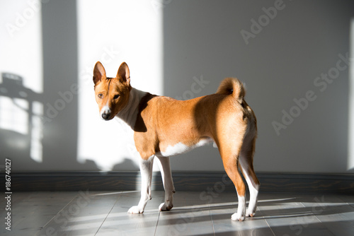 kleiner brauner Hund steht in einem hellen Raum, Basenji